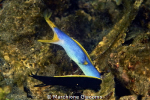 Duo ribbon eel 
Nikon D800E , 105 macro , two strobo by Marchione Giacomo 